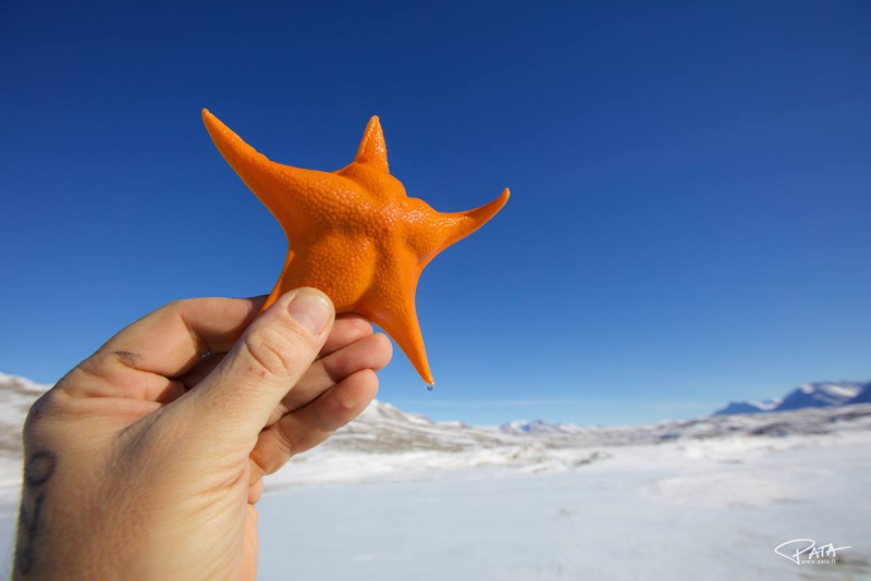 A sea star collected during a diving expedition beneath the Ross Ice Shelf. Photo Courtesy Patrick Degerman